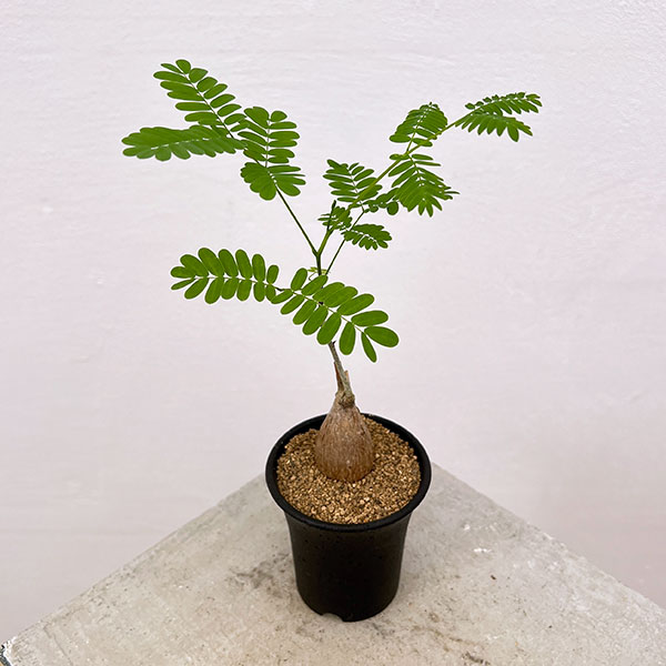 エンタダ：レプトスタキア　2.5号鉢植え