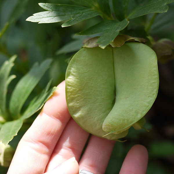 【お1人様1ポット】松村ナーセリーさんのクリスマスローズ：ヴェシカリウス（1年生苗）3号ポット