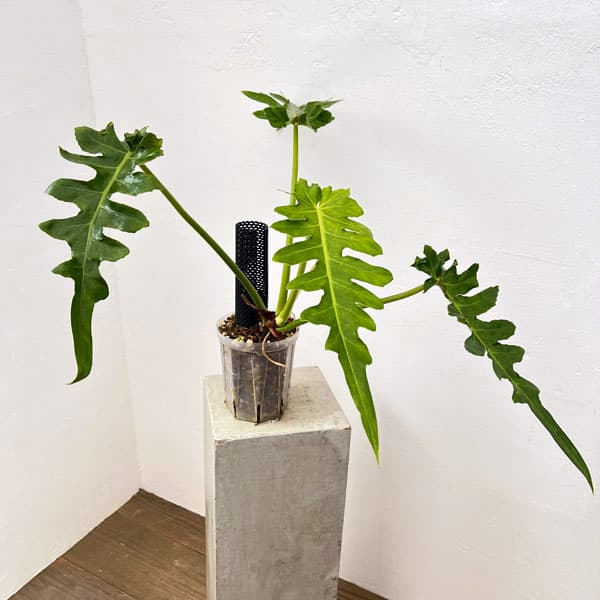 フィロデンドロン：ボブシー（斑入り）5号ねこチップ植え24-01