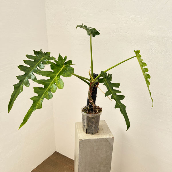 園芸ネット本店｜フィロデンドロン：ボブシー（斑入り）5号ねこチップ