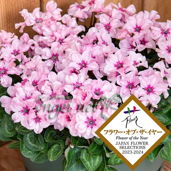 [25年12月上中旬予約]シクラメン：イリュージア　ピンクラテ5号鉢植え