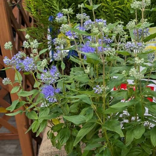 カリオプテリス：ブルーエンパイヤ5号鉢植え