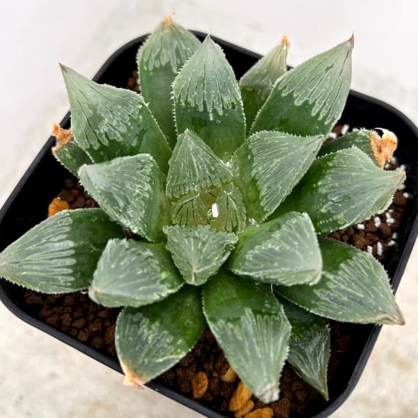 園芸ネット本店｜ハオルチア：毒クラゲ（ゼリーフィッシュ×フェアリー