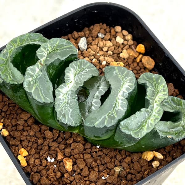 園芸ネット本店｜ハオルチア：福屋氏玉扇選抜FT-2‐21 2.5号スクエア鉢