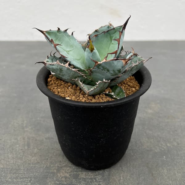 園芸ネット本店｜アガベ：チタノタ ブラックアンドブルー 3.5号鉢植え