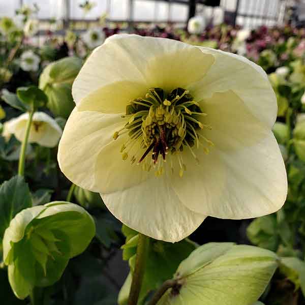 園芸ネット本店｜クリスマスローズ：*HGC 雪の妖精 リンダ4.5号ポット