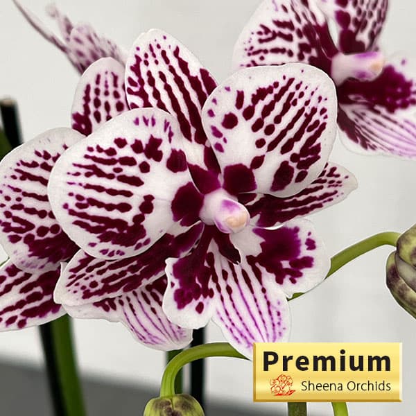 胡蝶蘭　ショコラティエ ショコラティエ』 個性的なミディ胡蝶蘭 濃淡の紫色もさながら花弁の