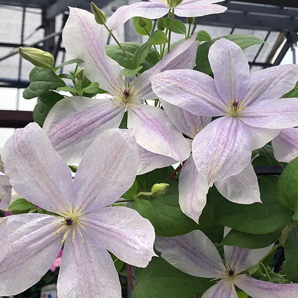 クレマチス様 クレマチス：霞（かすみ）4号ロングポット（ジャックマニー系