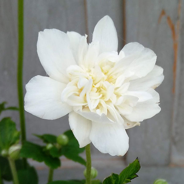 シュウメイギク（秋明菊）：白花八重3.5号ポット