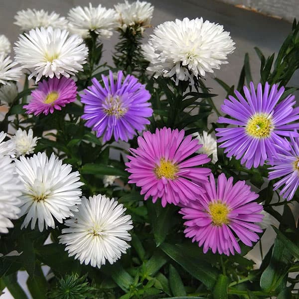 アスター:ビクトリア 3色ミックス植え5号鉢植え