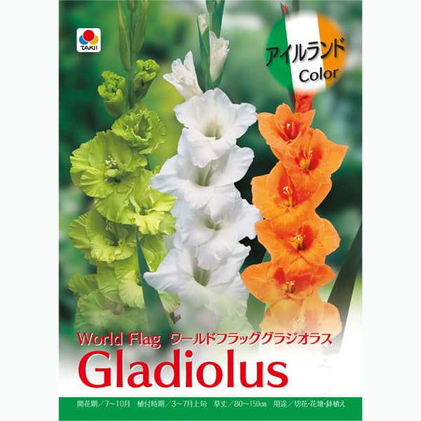 [26年3月中下旬予約]グラジオラス：アイルランドカラー3球入り（3色ミックス）