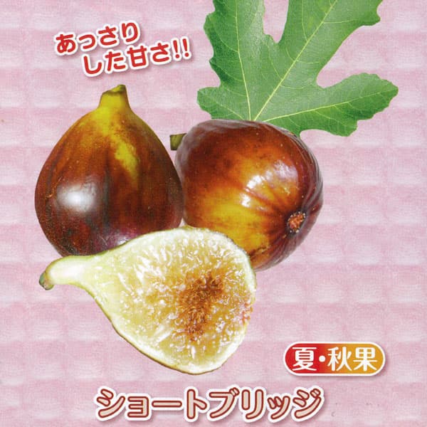 甘～いミニイチジク：ショートブリッジ 3号ポット の通販 | 園芸