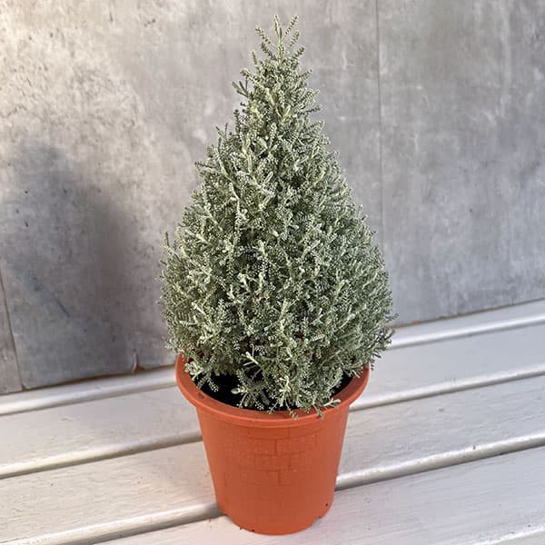 コットンラベンダーのツリー仕立て4.5-5号鉢植え