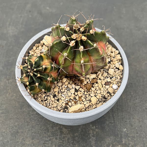 園芸ネット本店｜サボテン：ギムノカリキウム ハイブリッド（寄せ植え