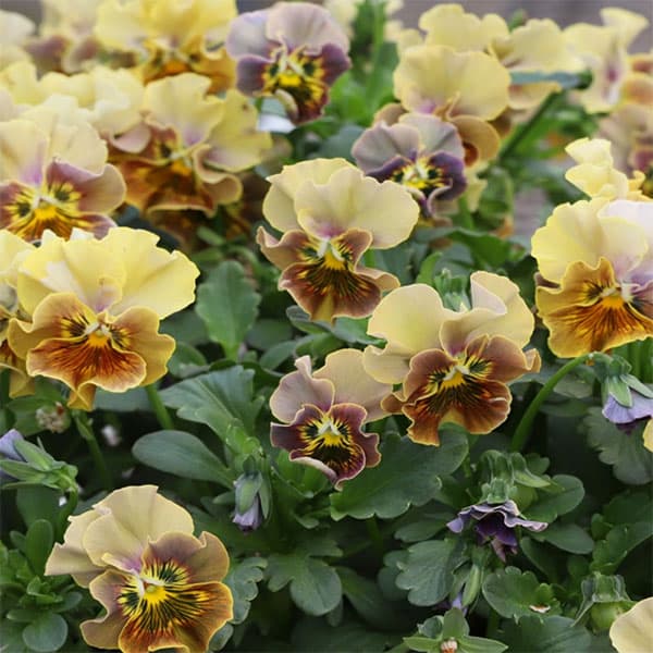 MSKガーデン小輪フリンジビオラ：和モダンクラシックカラー　鬱金（うこん）3号ポット 6株セット