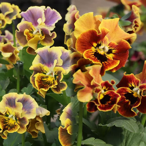 [送料無料]MSKガーデン小輪フリンジビオラ：和モダンクラシックカラー　琥珀（こはく）3号ポット 12株セット