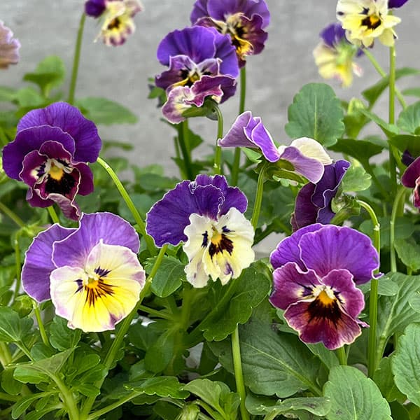 MSKガーデン中大輪フリンジパンジー：フレンチカンカン　コバルトブルーバイカラー3号ポット 6株セット