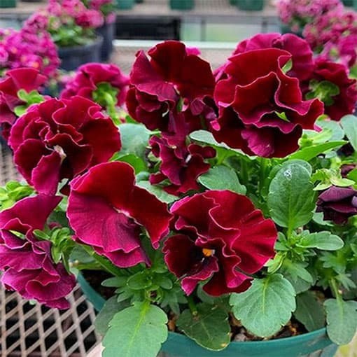 [送料無料]MSKガーデン中大輪フリンジパンジー：フレンチカンカン　スカーレットドレス3号ポット 12株セット