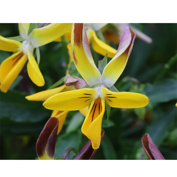 [送料無料]MSKガーデン極小輪ビオラ：フルーレット　ブロンズバイカラーラビット3号ポット 12株セット