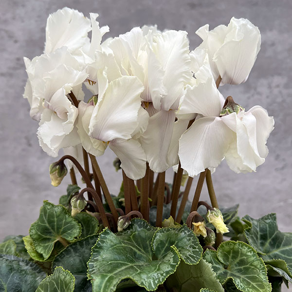 園芸ネット本店｜シクラメン：ミニエッグウェーブ4号鉢植え の通販【公式】