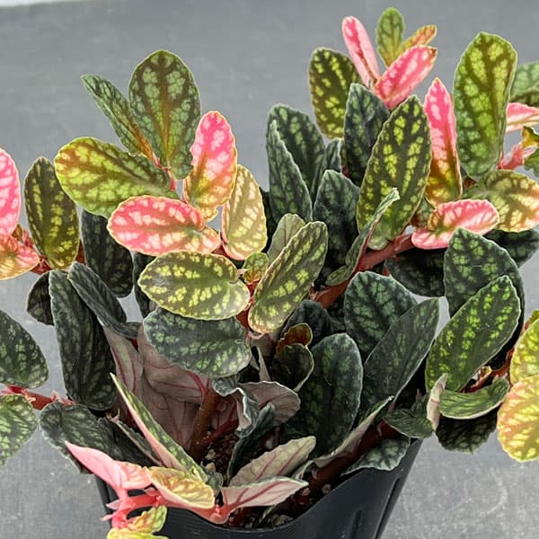 ペリオニア　3号ポット