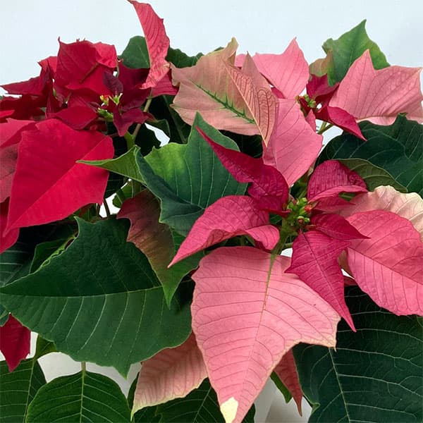 ポインセチア：レッド・ピンク2色植え4号鉢