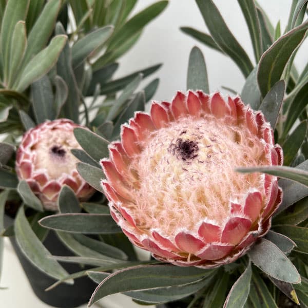 プロテア：ジュリエット　5号鉢植え*