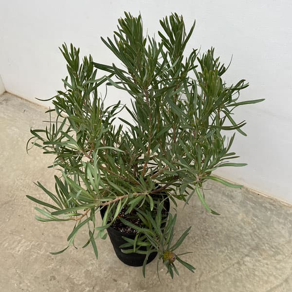 園芸ネット本店｜プロテア：ピクシー 8号鉢植え24-01 の通販【公式】