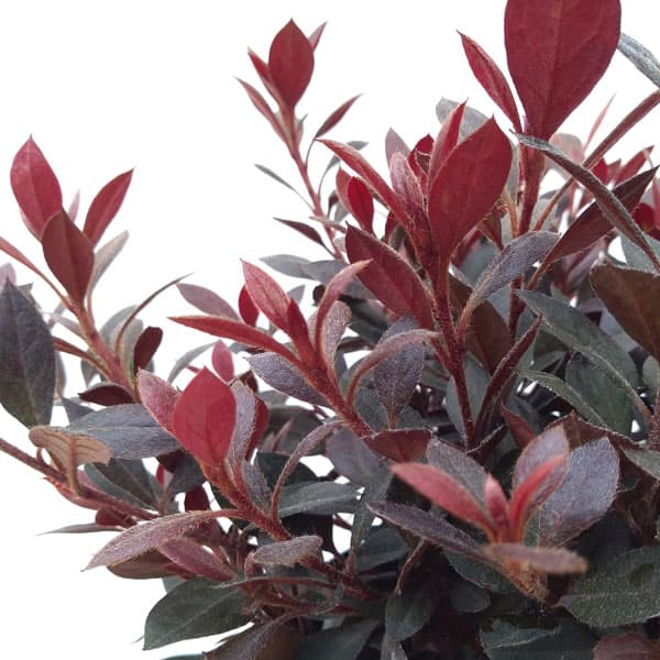 ツツジ：カッパーエバー（銅葉ツツジ）6号鉢植え