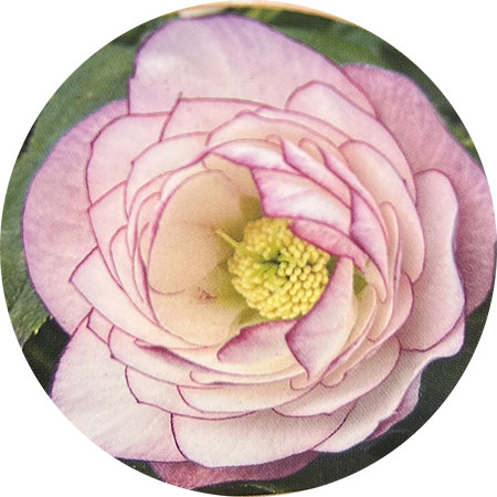 杉光園芸さんのクリスマスローズ：ダブルピンク糸ピコティ3号ポット