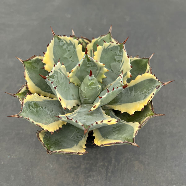 園芸ネット本店｜アガベ：兜蟹錦（カブトガニニシキ） 3号鉢植え24-02