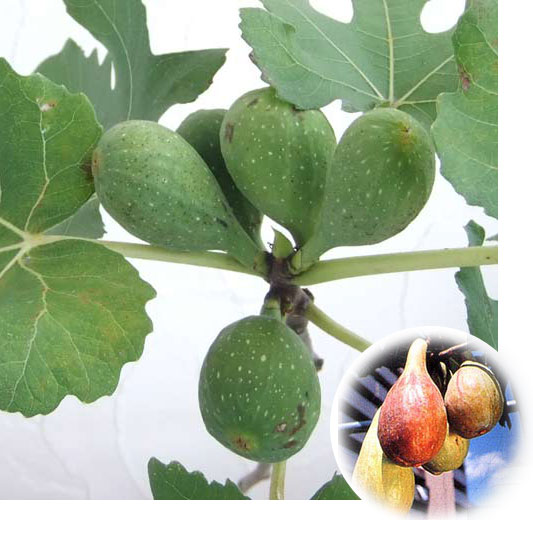 園芸ネット本店｜イチジク：ロングドゥート4～5号ポット の通販【公式】