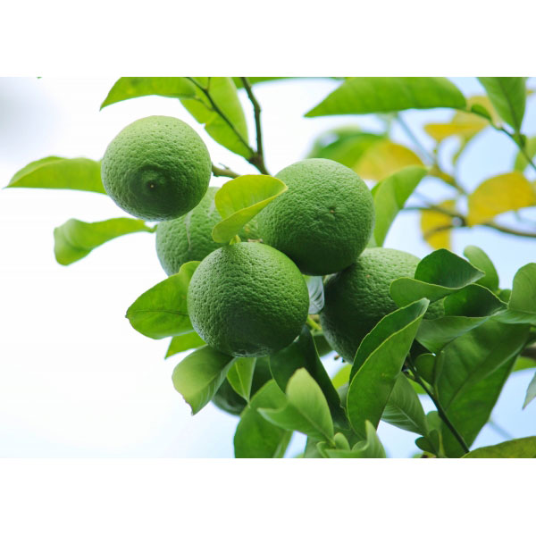 カボス：香美の川 （かみのかわ）4～5号ポット