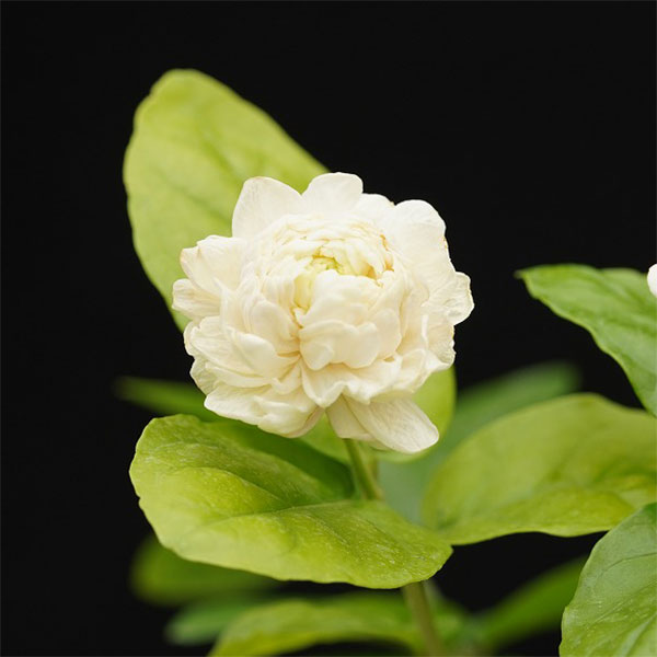 [26年5月中下旬予約]ジャスミン：大輪八重マツリカ プリンセスローズ　3号ポット