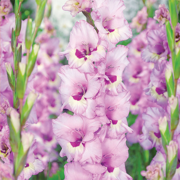 [26年2月中下旬予約]グラジオラス2色咲き：サモラ（桃に紫）7球入り