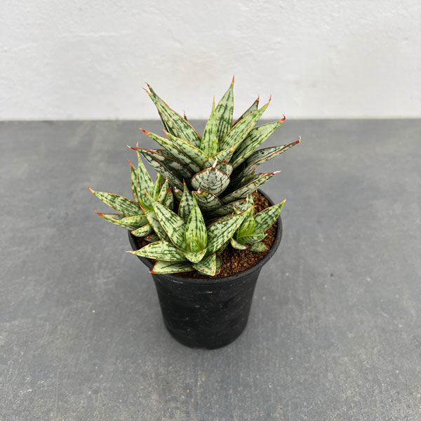 [ザ・ファームセレクト]サンセベリア：マルガリータ　3号鉢植え24-01