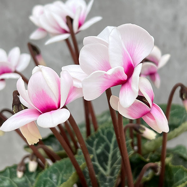 園芸ネット本店｜八重シクラメン：チモ ピコティライトパープル（薄紫