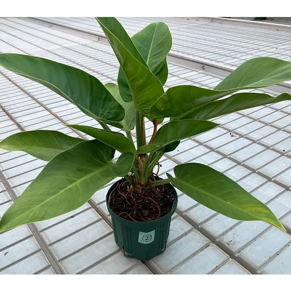 フィロデンドロン：レッドコアコンゴ 6号ポット・アクアセル植え