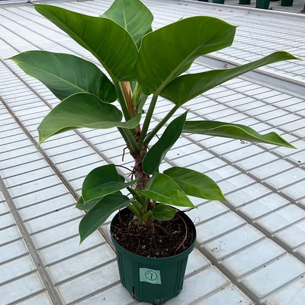 フィロデンドロン：レッドコアコンゴ　6号ポット・アクアセル植え24-07