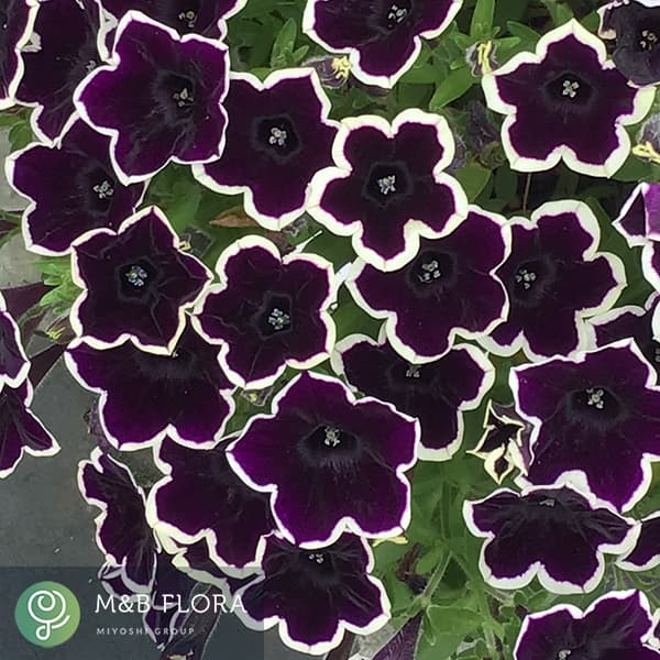 [26年4月上旬予約]ペチュニア：ＹＥＳ！チョコレートミルク3-3.5号ポット