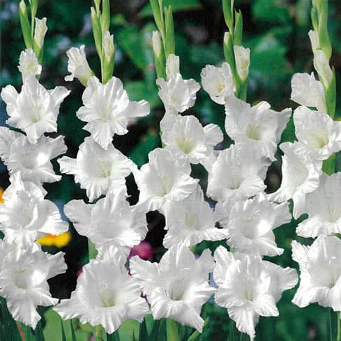 [26年3月中下旬予約]グラジオラス：常陸はつゆき（ひたちはつゆき）5球入り