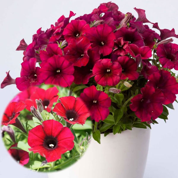 [26年3月中下旬予約]ペチュニア：ヨコハマ レッドマジェスティ3.5号ポット