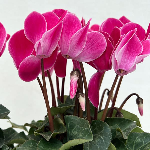 園芸ネット本店｜シクラメン：大輪（ワインレッドフレーム系）3号