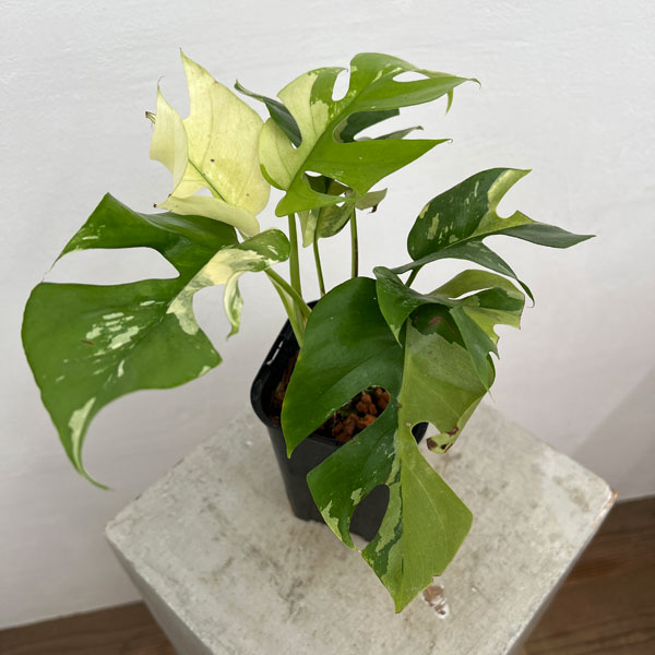モンステラ：ペルツーサ 斑入り 3.5号鉢植え24-06 の通販 | 園芸