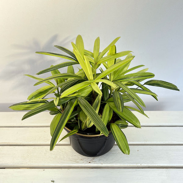 園芸ネット本店｜カンノンチク：瑞晃錦（斑入り） 7号 の通販【公式】