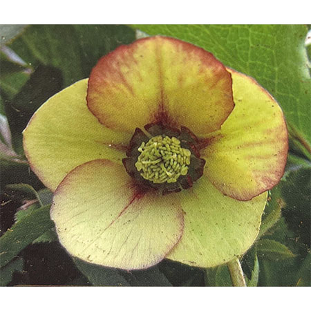 園芸ネット本店｜杉光園芸さんのクリスマスローズ：シングルイエロー