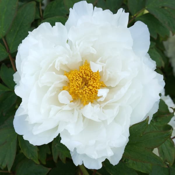 寒牡丹（ぼたん）：白峰（ハクホウ）3年生4本立6号ポット