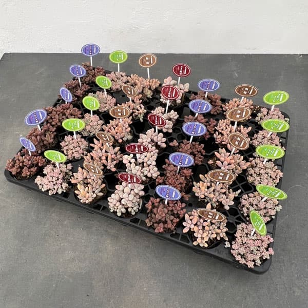 多肉植物セット*2 setcr.jpg