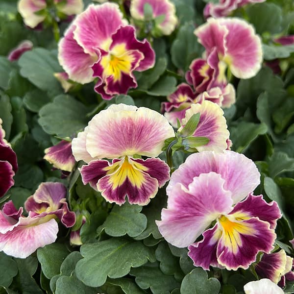 園芸ネット本店｜見元園芸さんのパンジー：アジアンビューティー Z25