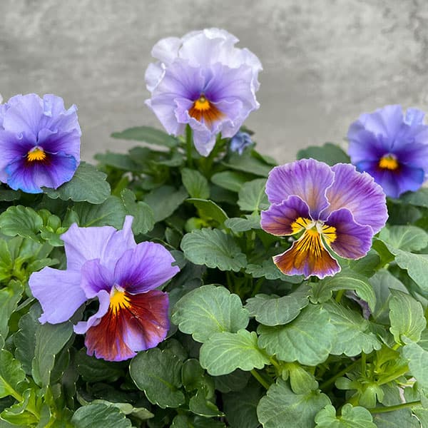 園芸ネット本店｜見元園芸さんのビオラ：アジアンビューティー H10